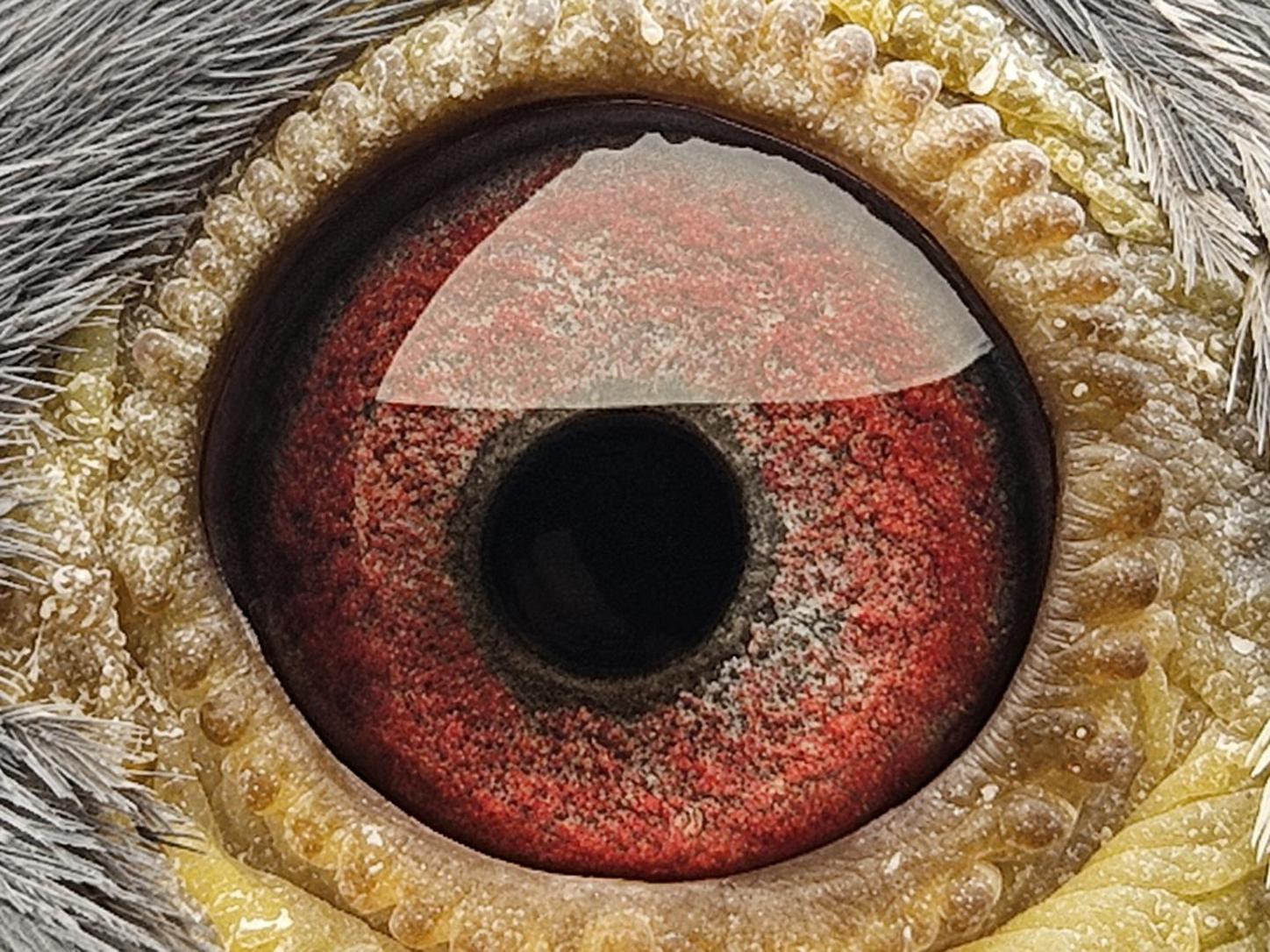 Pigeon eye